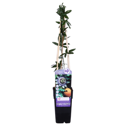 Buitenplant - Passiflora caerulea - Bloeiend - Pot Ø 15cm Hoogte ↕ 65cm