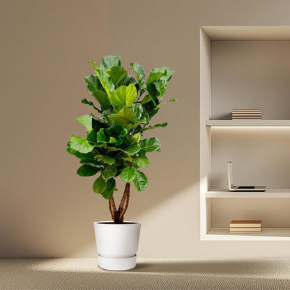 XL kamerplant - Ficus Lyrata vertakt - Pot Ø 34cm Hoogte ↕ 180cm