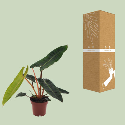 Kamerplant - Philodendron Billietiae - Pot Ø 12cm Hoogte ↕ 25cm