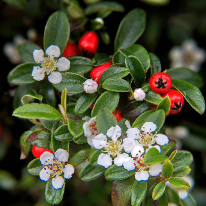 Buitenplant 6x Cotoneaster dammeri - Winterhard - Pot Ø 9cm Hoogte ↕ 10-25cm