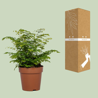 Kamerplant - Adiantum Fritz Luthi - Pot Ø 12cm Hoogte ↕ 35cm