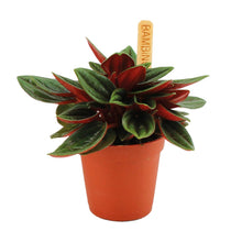Kamerplant - Peperomia Caperata Rosso - Pot Ø 6cm Hoogte ↕ 10cm