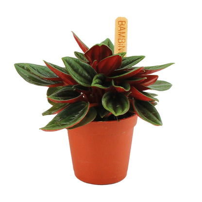 Kamerplant - Peperomia Caperata Rosso - Pot Ø 6cm Hoogte ↕ 10cm