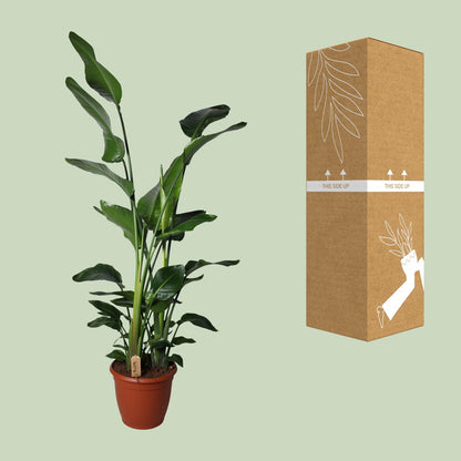 XL Kamerplant - Strelitzia Nicolai - Pot Ø 36cm Hoogte ↕ 170cm