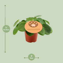 Kamerplant - Pilea Peperomioides - Pot Ø 12cm Hoogte ↕ 20cm