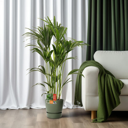 XL plant Howea Forsteriana - Kentiapalm - Pot Ø 24cm Hoogte ↕ 120cm