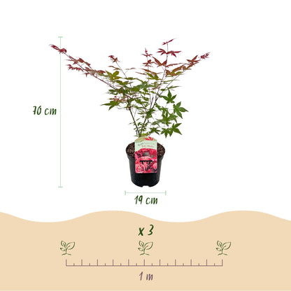 Buitenplant 2x Acer palmatum Beni Maiko - Pot Ø 19cm Hoogte ↕ 70cm