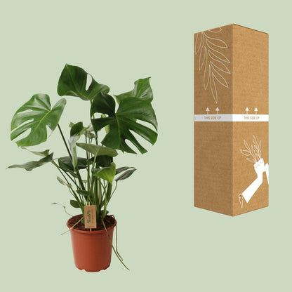 Kamerplant - Monstera Deliciosa - Hoogte ↕ 32-180cm