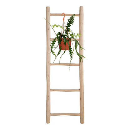 Kamerplant - Epiphyllum Anguliger (Zaagcactus) - Pot Ø 17cm Hoogte ↕ 35cm