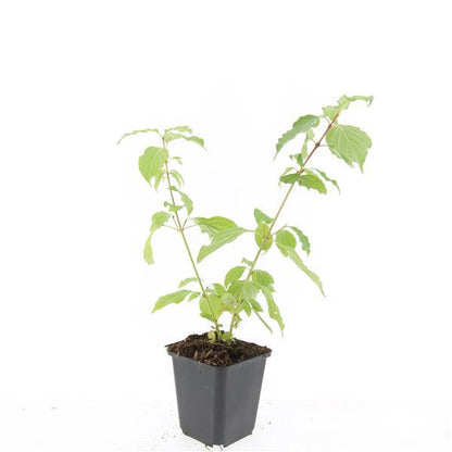 Buitenplant 48x Cornus sang. 'Anny's Winter Orange' - Pot Ø 9cm Hoogte ↕ 10-25cm