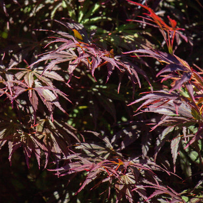Buitenplant 2x Acer palmatum 'Trompenburg' - Bladverliezend - Pot Ø 19cm Hoogte ↕ 70cm