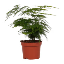 Kamerplant - Asparagus Setaceus - Pot Ø 12cm Hoogte ↕ 35cm