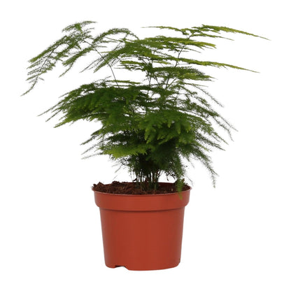 Kamerplant - Asparagus Setaceus - Pot Ø 12cm Hoogte ↕ 35cm