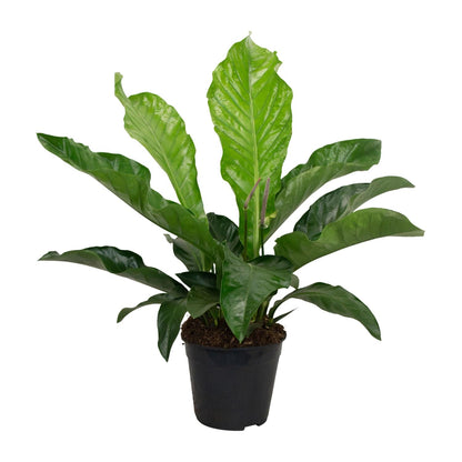 Kamerplant - Anthurium Karma Botanical - Pot Ø 30cm Hoogte ↕ 90cm