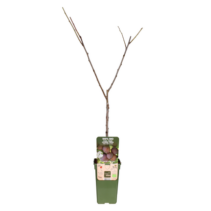 Buitenplant - Prunus Domestica 'Opal' - Pruim - Pot Ø 19cm Hoogte ↕ 60cm