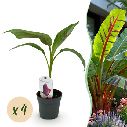 Buitenplant 4x Musa sikkemensis Red Tiger - Winterhard - Pot Ø 12cm Hoogte ↕ 30cm