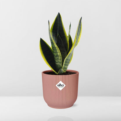 Kamerplant - Sansevieria Futura Superba - Pot Ø 14cm