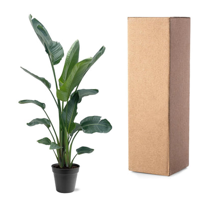 Kamerplant - Strelitzia Nicolai - Hoogte ↕ 35-250cm