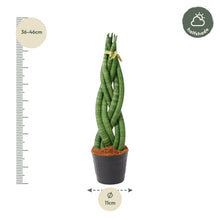 Kamerplant - Sansevieria cylindrica 'Twist' - Pot Ø 10,5cm Hoogte ↕ 40cm