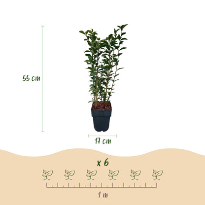 Buitenplant - Ligustrum ovalifolium - Haagplant - Pot Ø 17cm Hoogte ↕ 55cm