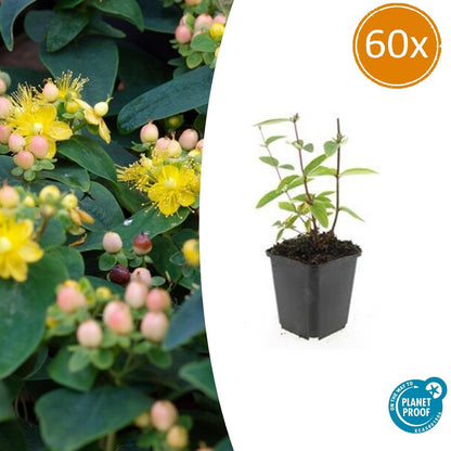 Buitenplant 60x Hypericum inodorum 'Annebel' - Bloeiend - Pot Ø 9cm