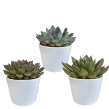 Kamerplant 3x Echeveria mix - Inclusief witte pot - Pot Ø 10.5cm