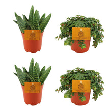 4 stuks - 2x Aloe Paradisicum + 2x Sedum Tornado - Pot Ø 10.5cm Hoogte ↕ 10cm