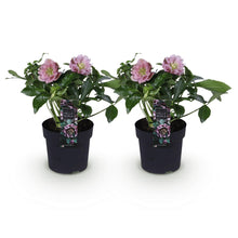 Buitenplant 2x Helleborus orientalis 'Double Ellen Pink' - Groenblijvend - Pot Ø 14cm Hoogte ↕ 35cm