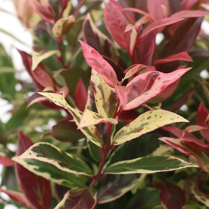 Buitenplant - Leucothoe Colour Diamond - Groenblijvend - Pot Ø 17cm Hoogte ↕ 45cm