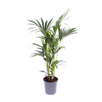 Kamerplant - Howea Forsteriana - Pot Ø 17cm Hoogte ↕ 75cm