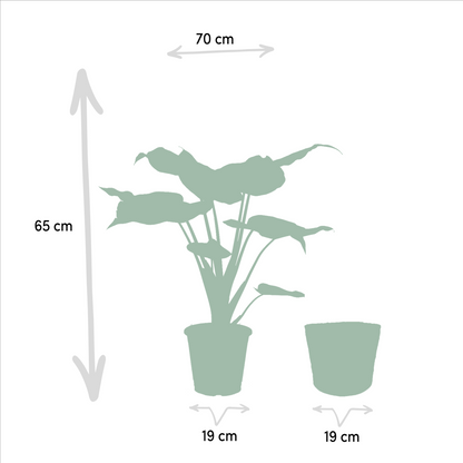 Kamerplant - Alocasia Cucullata + Alocasia Lauterbachiana - Met mand - Pot Ø 19cm