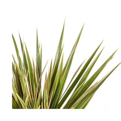 Kamerplant - Dracaena Marginata Bicolor - Pot Ø 17cm Hoogte ↕ 50-70cm