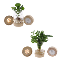 Kamerplant 2x Monstera en Clusia in Kingston glas met LED - Pot Ø 12cm Hoogte ↕ 30cm