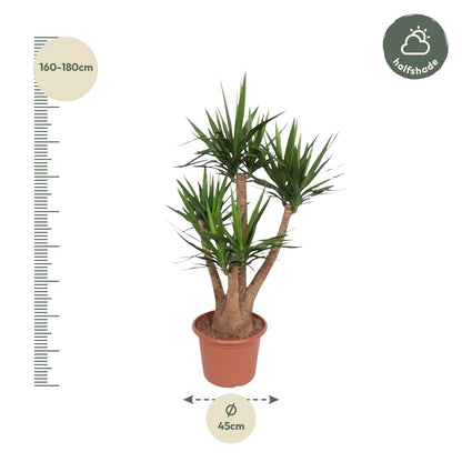 XL Kamerplant - Yucca Elephantipes vertakt - Pot Ø 45cm Hoogte ↕ 170cm