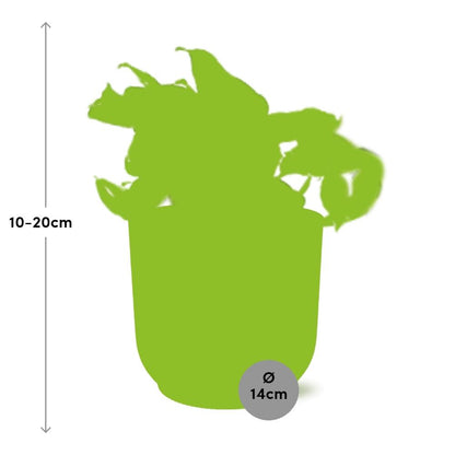 Kamerplant - Epipremnum Pinnatum Happy Leaf - Pot Ø 14cm