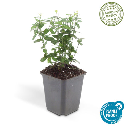 Buitenplant 6x Euonymus fortunei radicans - Groenblijvend - Pot Ø 9cm Hoogte ↕ 10-25cm