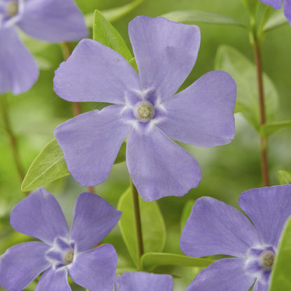 Buitenplant 6x Vinca minor - Bodembedekker - Pot Ø 9cm Hoogte ↕ 10-25cm
