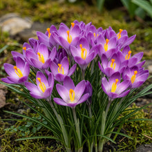 Buitenplant 50x Crocus Ruby Giant - Bloeiend - Bolmaat 5/6