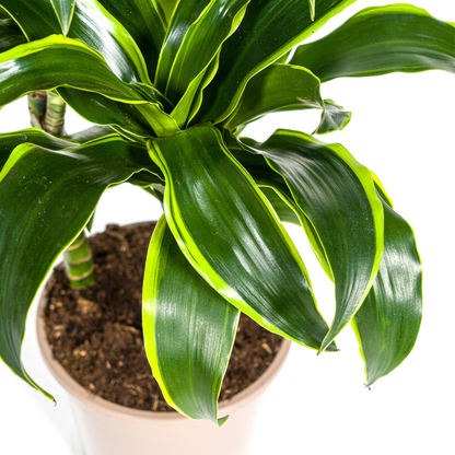 Kamerplant - Dracaena Deremensis Dorado - Pot Ø 21cm Hoogte ↕ 100-120cm