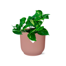 Kamerplant - Epipremnum Pinnatum 'Aureum' - Pot Ø 14cm