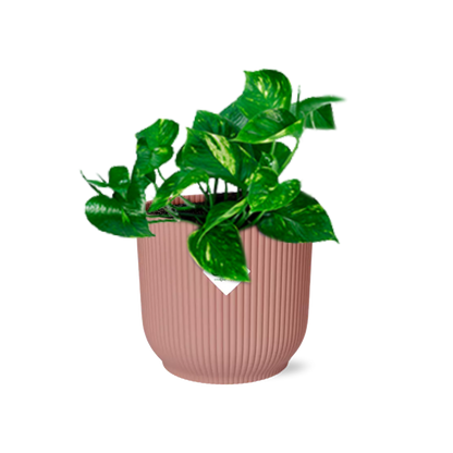 Kamerplant - Epipremnum Pinnatum 'Aureum' - Pot Ø 14cm