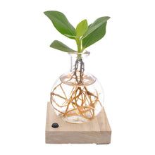 Kamerplant - Clusia - Pot Ø 5cm Hoogte ↕ 10cm