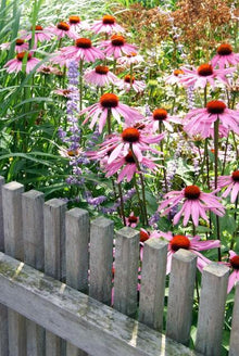 Buitenplant 60x Echinacea purpurea 'Magnus' - Bloeiend - Pot Ø 9cm Hoogte ↕ 10-25cm