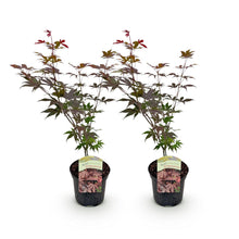 Buitenplant 2x Acer palmatum Atropurpureum - Pot Ø 19cm Hoogte ↕ 70cm