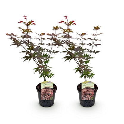 Buitenplant 2x Acer palmatum Atropurpureum - Pot Ø 19cm Hoogte ↕ 70cm