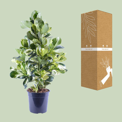 Kamerplant - Clusia Rosea White Star - Pot Ø 24cm Hoogte ↕ 95cm