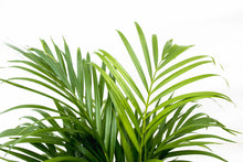 XL kamerplant - Dypsis Lutescens (Areca palm) - Pot Ø 21-24cm Hoogte ↕ 140cm