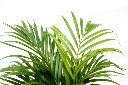 Kamerplant - Dypsis Lutescens (Areca Palm) - Hoogte ↕ 12-230cm