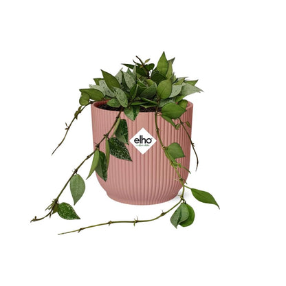 Kamerplant - Hoya Krohniana 'Eskimo' - Pot Ø 14cm