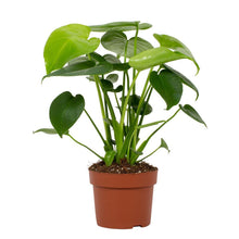 Kamerplant - Monstera Deliciosa Tauerii - Pot Ø 12cm Hoogte ↕ 30cm